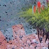 Island Life Series 2010