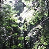 Ecologies