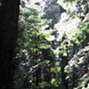 Ecologies