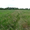 Meadow - "Foot Path"