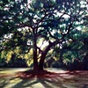 the park