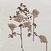 Winter Hydrangea