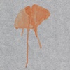 Ginkgo
