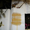 Botanica installation image