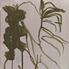Magnolia Skeleton