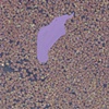 Untitled (floating flora with lavender shape)