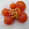 Unhatched Chicken Eggs on Snow