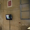 Botanica installation image