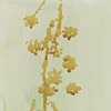 Fiore di Lucca, part 2