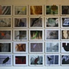 Botanica installation image