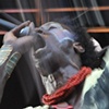 Saul
