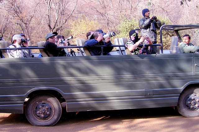 Tiger Safari