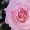 Pink Petals
