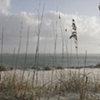 Beach Comb