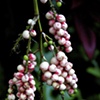 Hidden Berries
