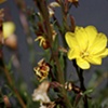 Rustic Flower 