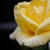 Raindrops On Roses