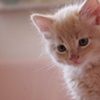 Kitten