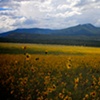 Wide Open Fields 