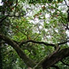 A Light Through The Trees