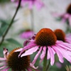 Purple Flowers