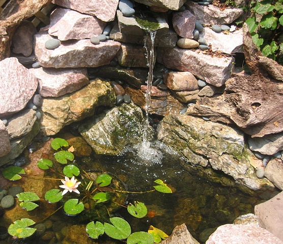 Water Lily Pond