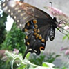 Eastern Black Swallowtail on Butterfly Bush