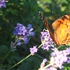 Painted Lady Butterfly