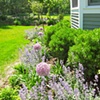 Entry Garden
MA Residence