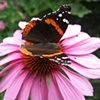 Red Admiral on Echinacea