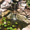 Water Lily Pond