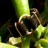 leather and copper ring