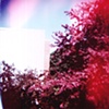 trees and building