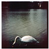 swans and poppies