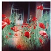 poppies