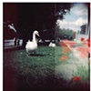 swans and poppies