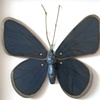 Acerandappelseed Common Blue butterfly