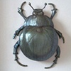 Arabica Sighted scarab