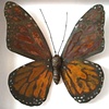 Pinusconus Monarch butterfly