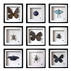 entomology 1