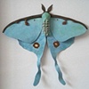 Leguminous Luna moth