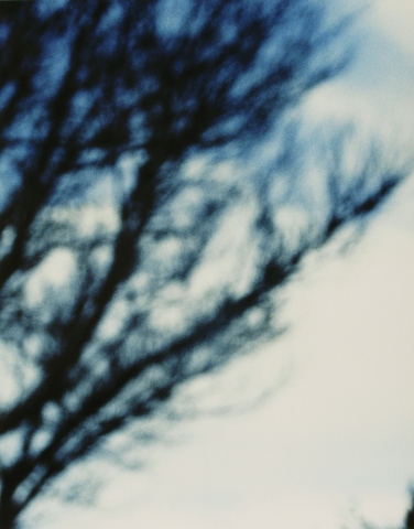 Untitled, Tree