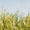Untitled, Grass