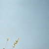 Untitled, Spring