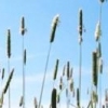 dwell.com
