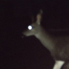 Untitled, Deer