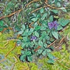 "Ground Cover"