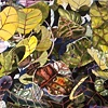"Sea Grape Riot'
