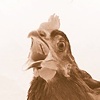 squawk