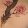 CHERRY TREE